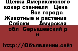 Щенки Американского кокер спаниеля › Цена ­ 15 000 - Все города Животные и растения » Собаки   . Амурская обл.,Серышевский р-н